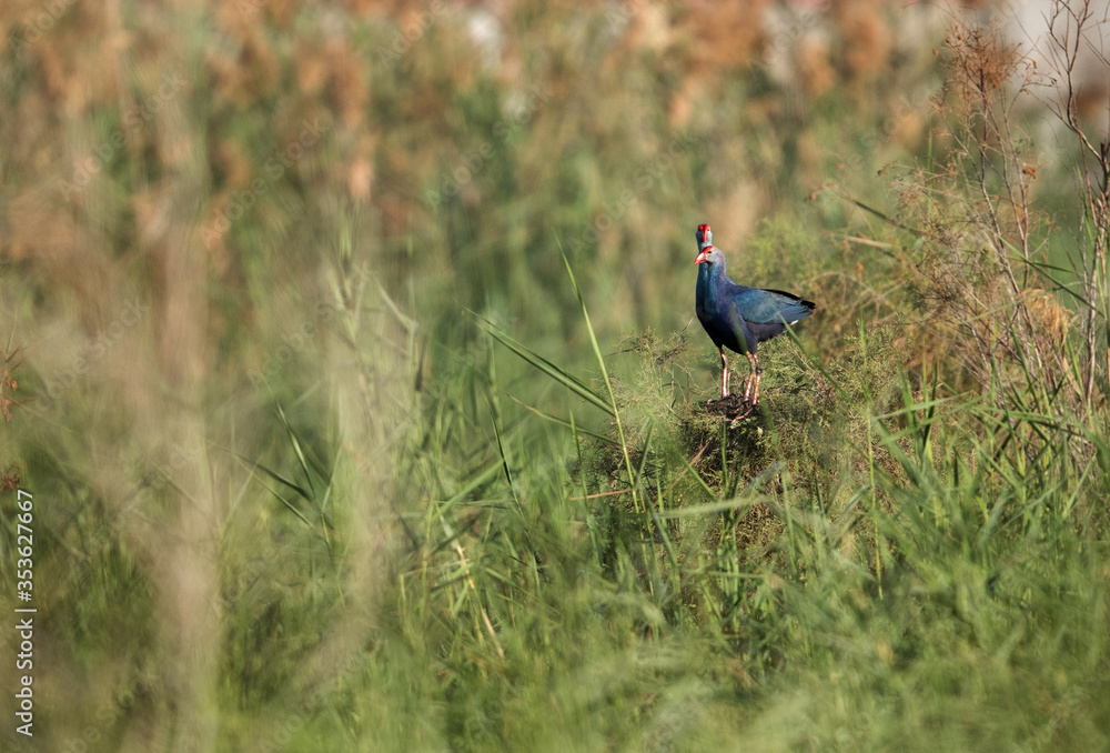 A pair of Swamphen at Alba Marsh, Bahrain A pair of Swamphen at Alba Marsh, Bahrain