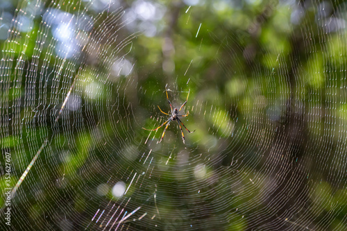 Web with a spider, with a blurry green background