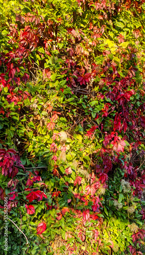 autumn leaves background © Анна Левина