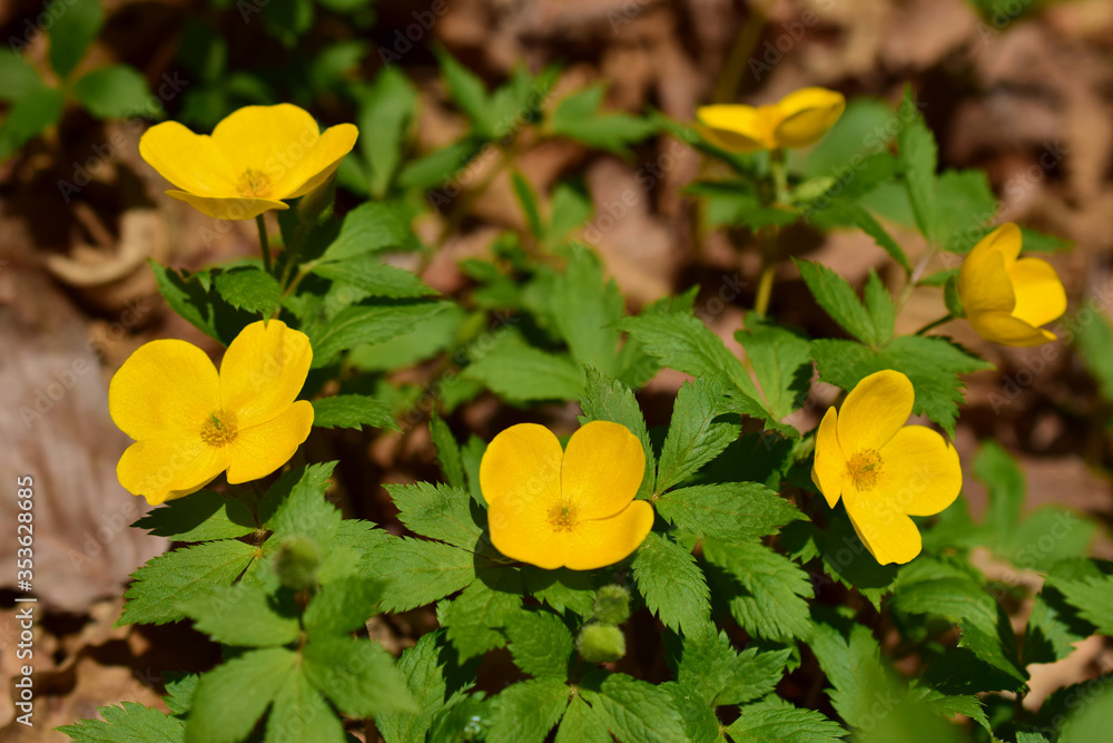 Forest yellow poppy. Hylomecon spring, or Japanese. Forest yellow poppy. Hylomecon spring, or Japanese.