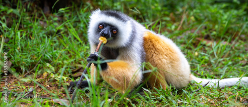 A diademed sifaka in its natural environment in the rainforest on the island of Madagascar
