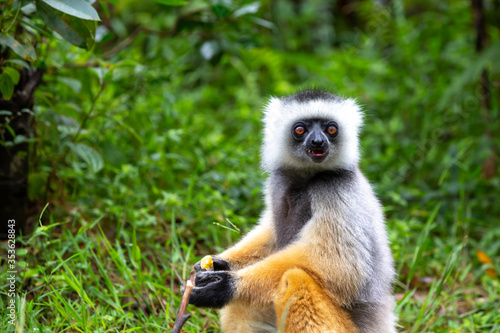A diademed sifaka in its natural environment in the rainforest on the island of Madagascar © 25ehaag6