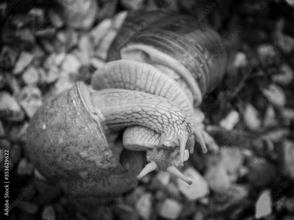 Obraz premium Escargots amoureux