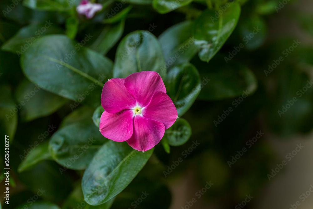 closeup of a pink flower with green leaves and dark background closeup of a pink flower with green leaves and dark background