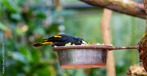 Feeding of small yellow rumped Cacique bird (latin name Cacicus cela). Bird feeder is placed on tropical tree. Small black bird with blue eyes naturaly living in Brazil rainforest.