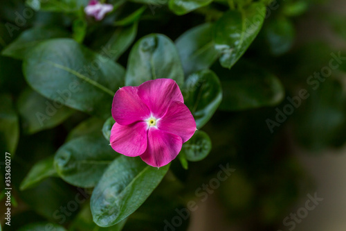 closeup of a pink flower with green leaves and dark background