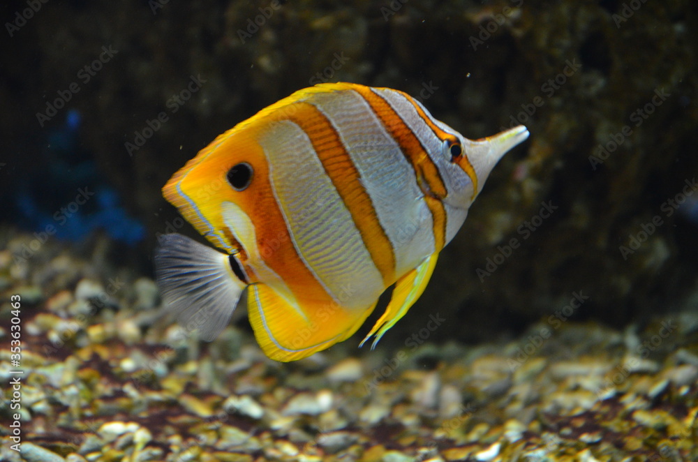 Naklejka premium Tropical fish in aquarium, Frankfurt am Main (Germany)