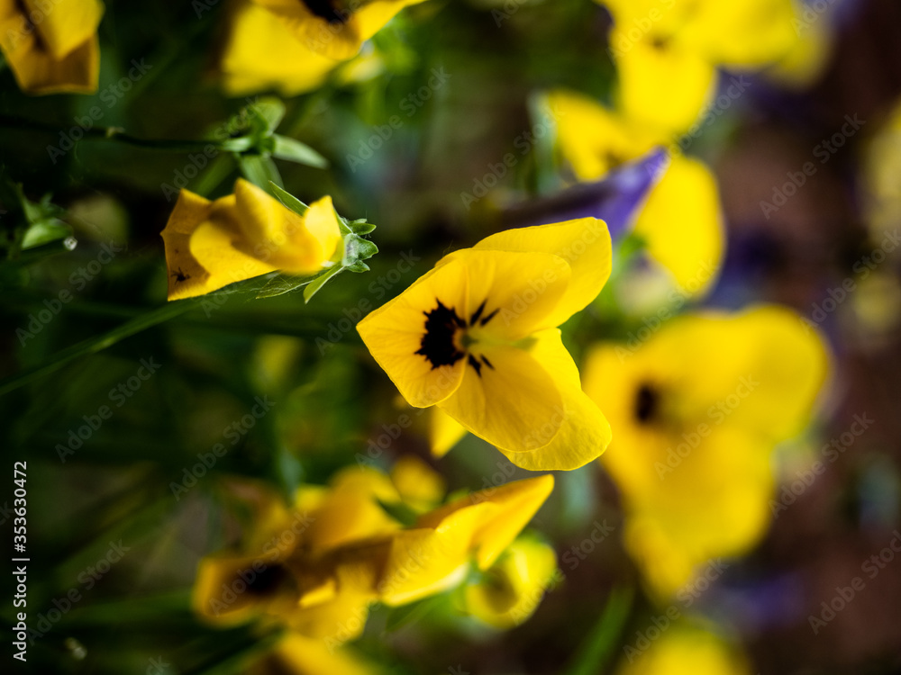Obraz premium PANSY 