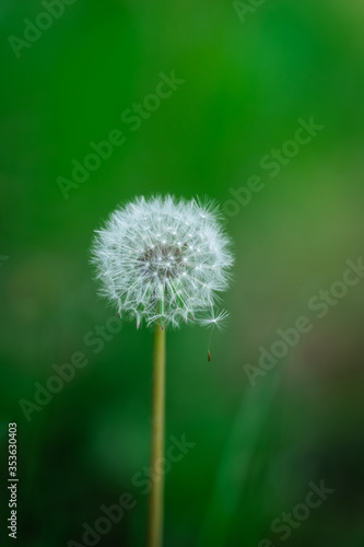 seed-dispersed lonely dandelion on a meadow