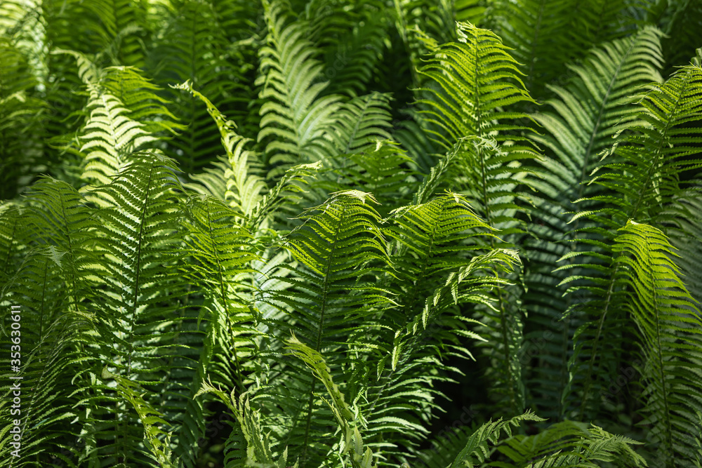 Natural floral fern background