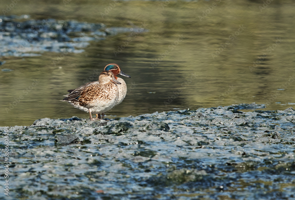 A pair of Common Teal at Tubli water, Bahrain A pair of Common Teal at Tubli water, Bahrain