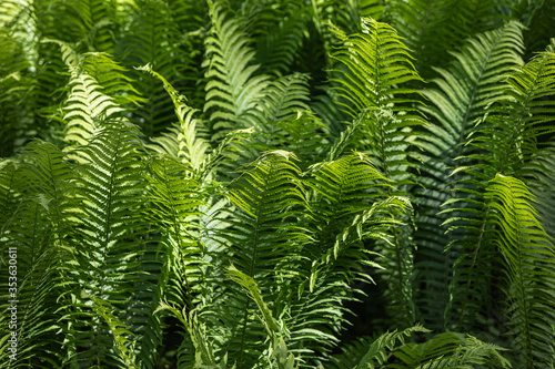 Natural floral fern background