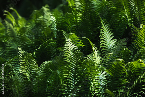 Natural floral fern background