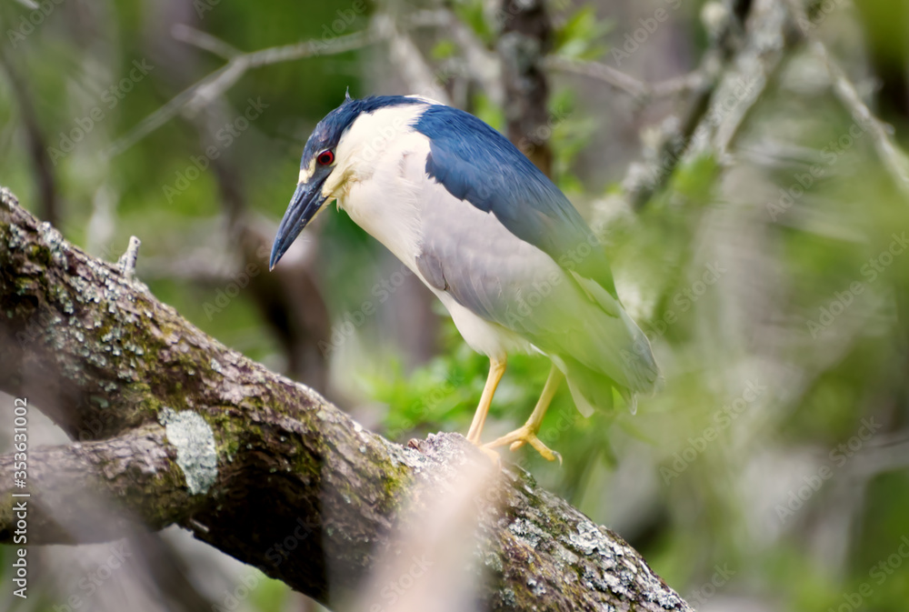 Fototapeta premium A black crested night heron perched in a tree.