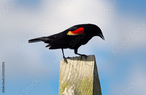 A red winged blackbird perched on a wooden post.