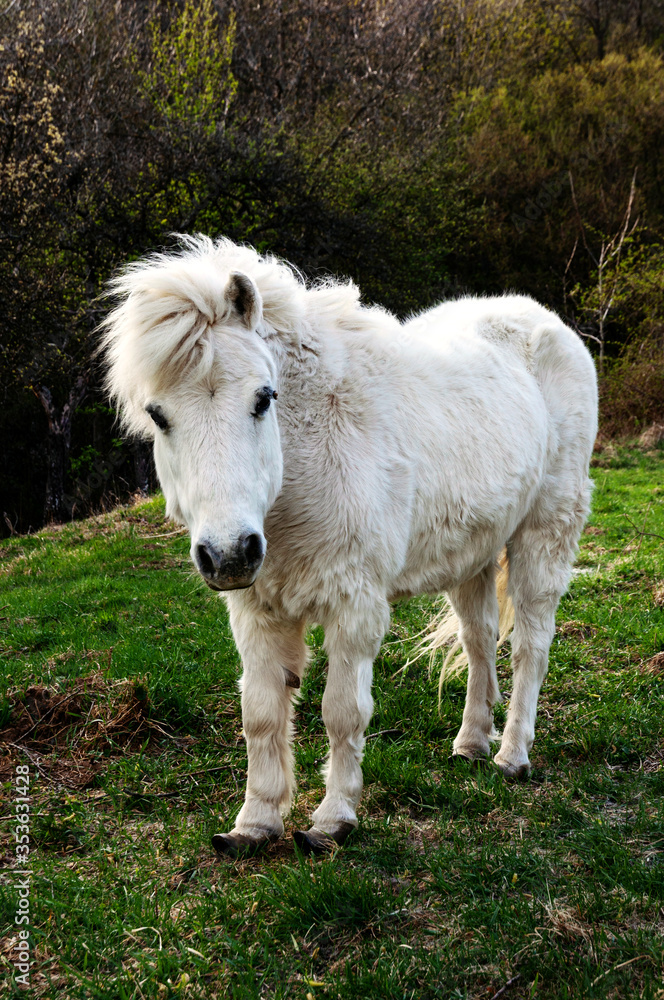 Fototapeta premium White pony in the spring nature, Brdárka Slovakia