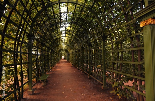 Tunnel of light made of green plants. The Summer garden in Saint-Petersburg, Russia.