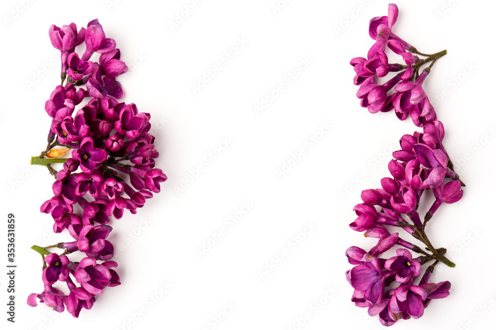 Fototapeta premium Beautiful blossoming lilac on white background. Space for text