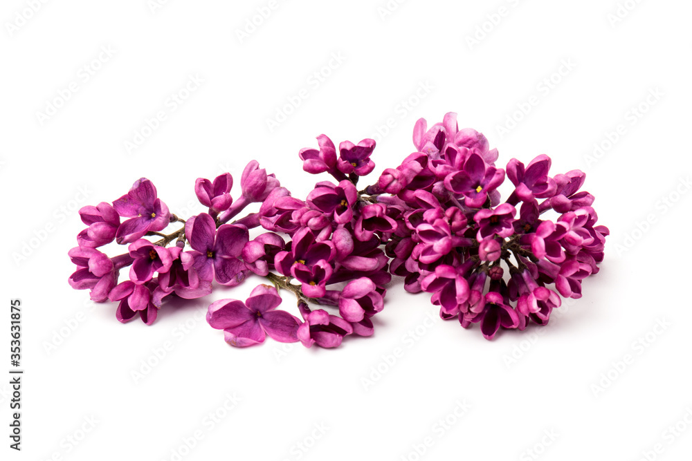 Obraz premium Beautiful blossoming lilac on white background. Space for text