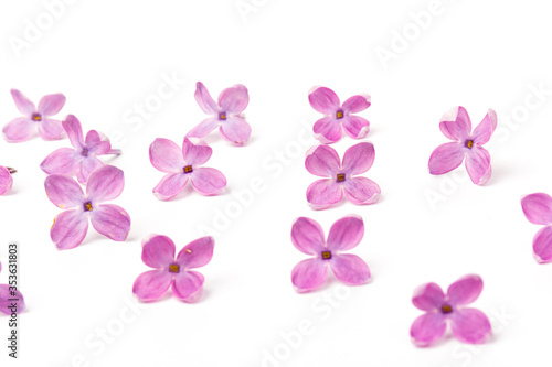 Wallpaper Mural Beautiful blossoming lilac on white background. Space for text Torontodigital.ca