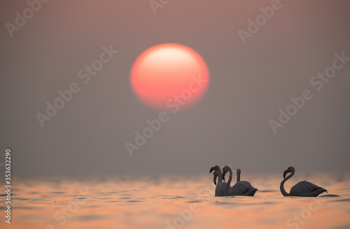 Greater Flamingos in the early morning light, Asker, Bahrain