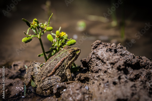 Frog in the swamp