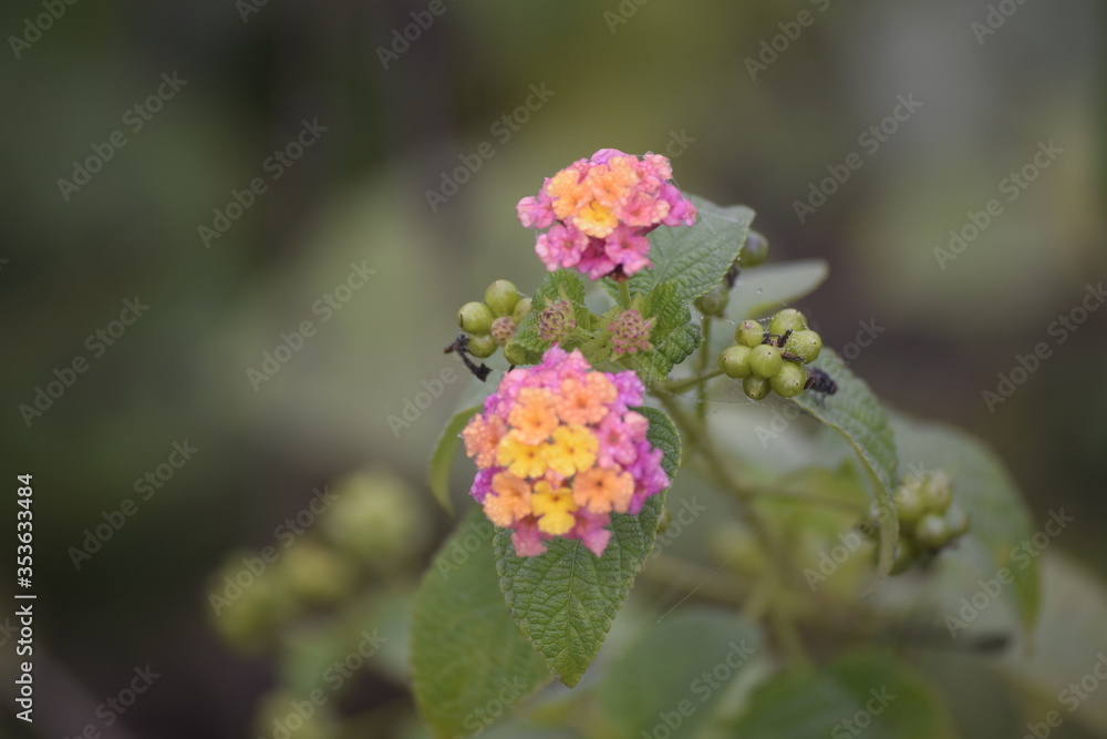 Twins flowers on blur background in Bangladesh. Twins flowers on blur background in Bangladesh.