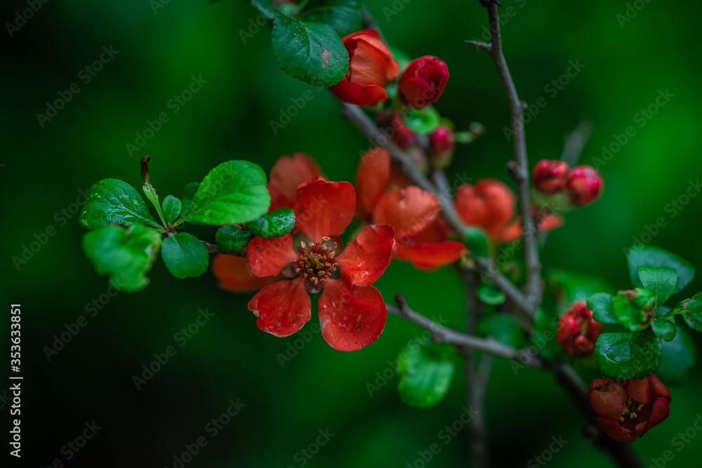 Fototapeta premium Red Japanese quince blooming in the garden