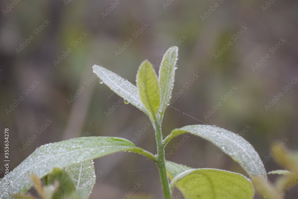 Dew on leaves in the morning of the winter season in Bangladesh. Dew on leaves in the morning of the winter season in Bangladesh.