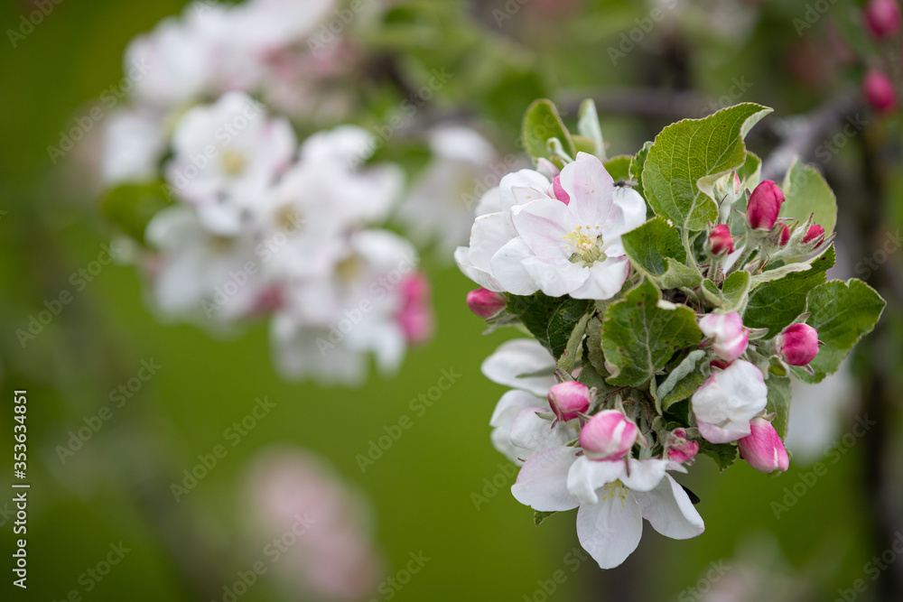 Blooming pink apple orchard in spring. Blossoming: a branch with flowers of a blossoming apple tree against a garden. Allergy Season. Young apple trees in the garden. Soft focus Blooming pink apple orchard in spring. Blossoming: a branch with flowers of a blossoming apple tree against a garden. Allergy Season. Young apple trees in the garden. Soft focus