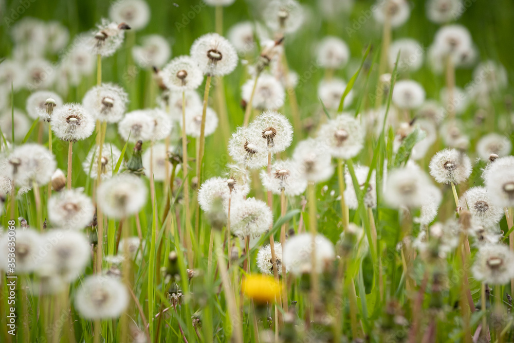 Sea of dandelions in the meadow. The symbol of spring. Amazing meadow with wildflowers. Beautiful rural landscape in perspective. Selective focus in the center of the frame. Sea of dandelions in the meadow. The symbol of spring. Amazing meadow with wildflowers. Beautiful rural landscape in perspective. Selective focus in the center of the frame.