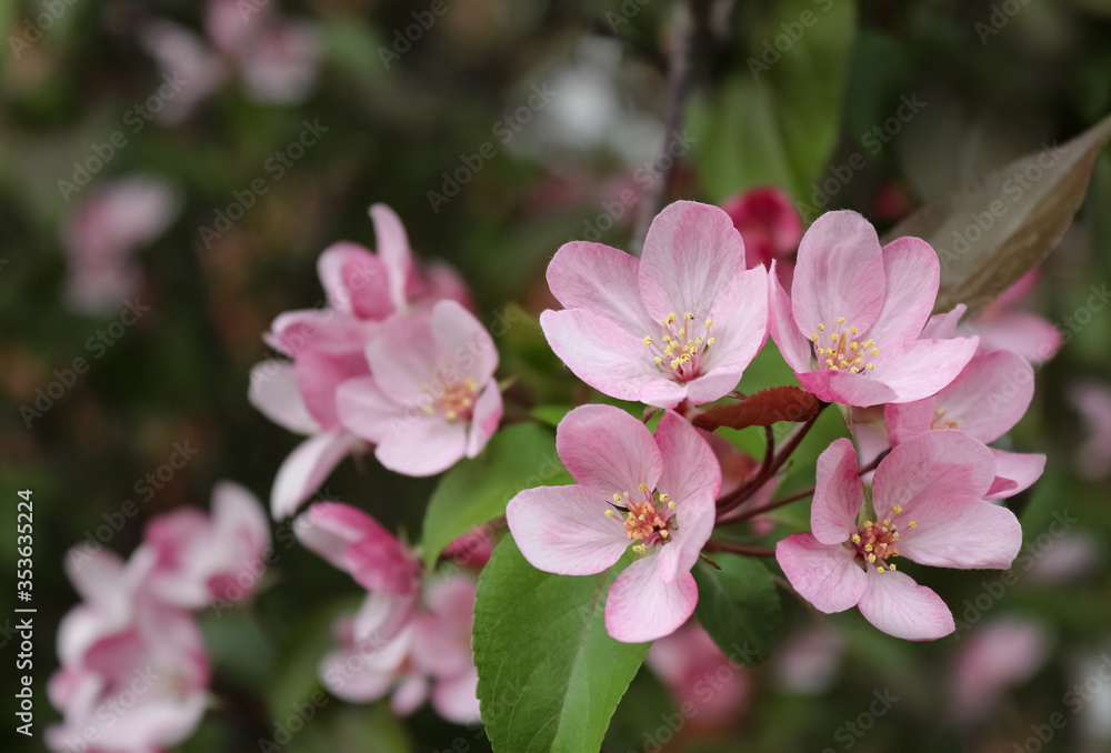 The apple tree blooms with pink flowers The apple tree blooms with pink flowers