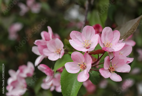 The apple tree blooms with pink flowers
