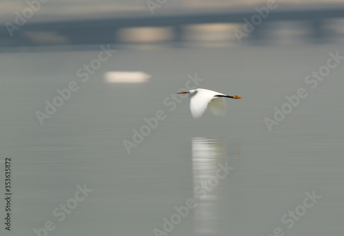 Bilde på lerret Western reef heron flying, a panning shot