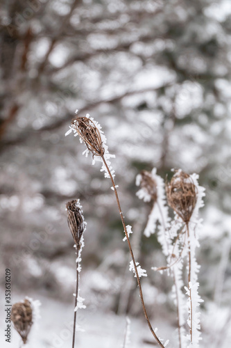 Cold winter dusk with frosted plants in the frozen forest.