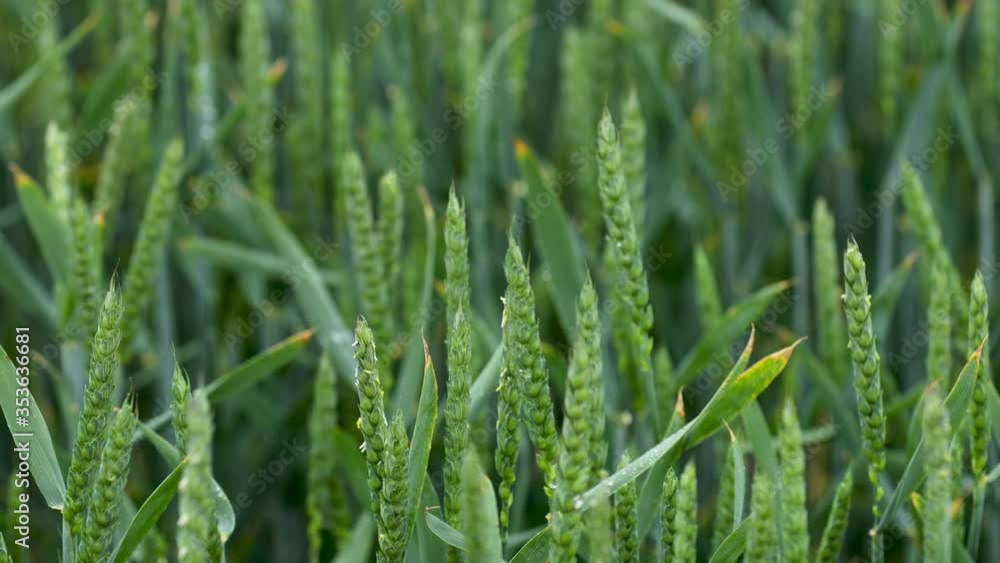 Close up of young green wheat germ. Raindrop. Heavy rain over the field. Green wheat field in overcast rainy weather. Close up of young green wheat germ. Raindrop. Heavy rain over the field. Green wheat field in overcast rainy weather.
