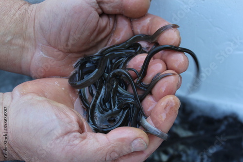 Glasaale in Hand