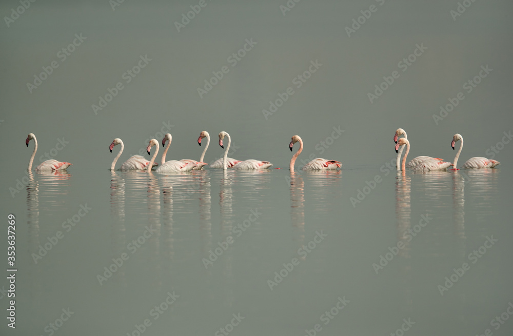 Fototapeta premium Greater Flamingos swimming at Eker creek, Bahrain