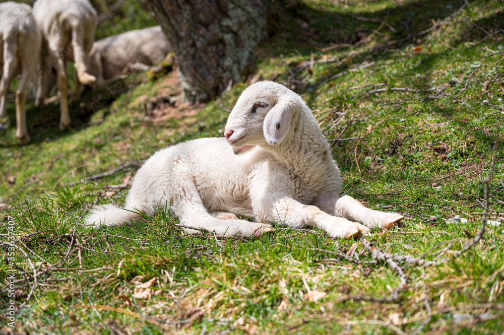 Obraz premium Cute little lamb resting in a shadow of tree.