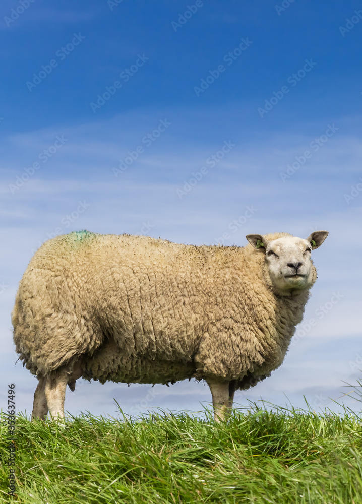 White sheep standing on top of a dike in Friesland, Netherlands White sheep standing on top of a dike in Friesland, Netherlands