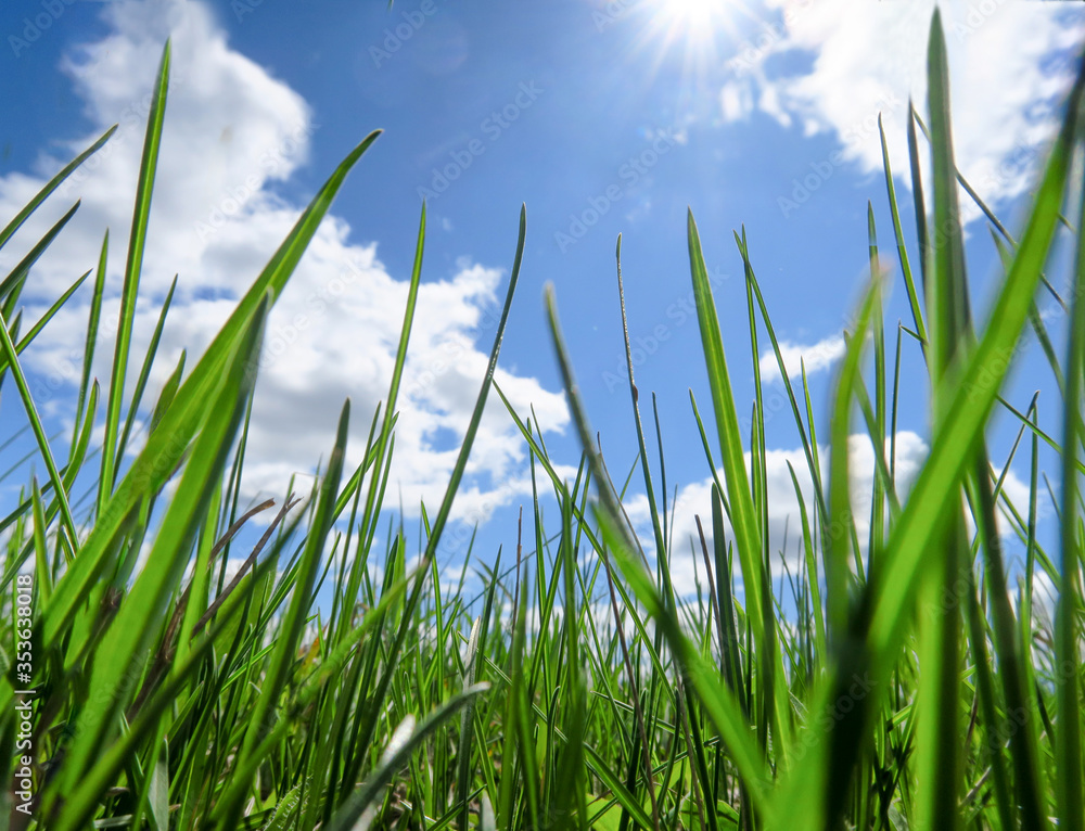 Obraz premium Scenic landscape background of blue sky and green meadow grass. Wide view of rural scenery. Natural background of green grass on a sunny day, Fresh succulent photography. 