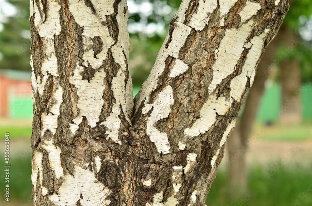 Fototapeta premium birch trunk