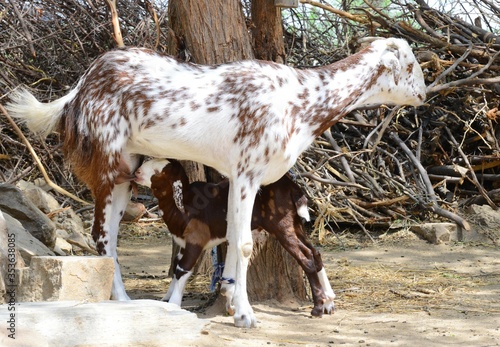 White Mother and Brown Baby - A mother goat feeds her newborn baby goat at a farm during a hot summer day, on the outskirts of Beawar, Rajasthan, India. Photo: Sumit Saraswat