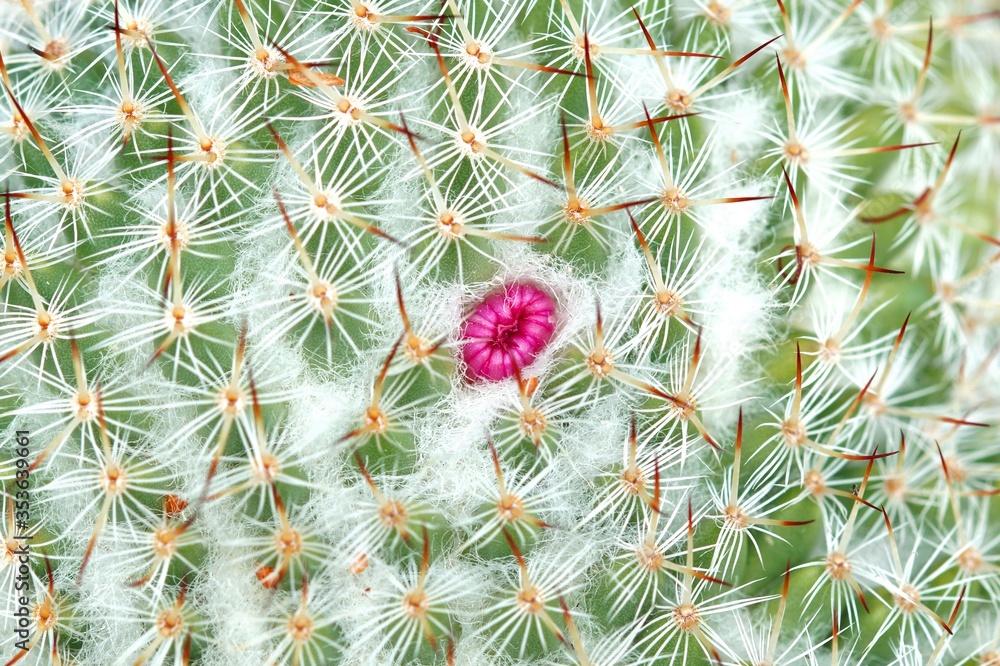thorn cactus texture background, close-up plant texture. cactus
flower blossom thorn cactus texture background, close-up plant texture. cactus
flower blossom