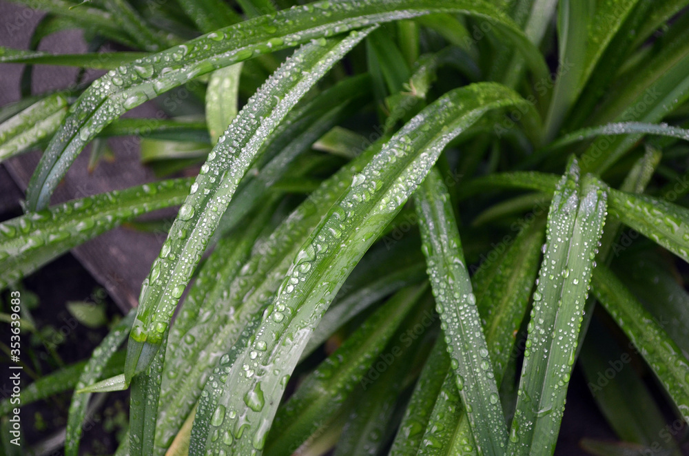 Rain drops on green leaf nature background. Nature background of green leaves. Tree leaves nature background. Nature. Close up background nature of green leaves. Nature background. Tree leaves. Rain drops on green leaf nature background. Nature background of green leaves. Tree leaves nature background. Nature. Close up background nature of green leaves. Nature background. Tree leaves.