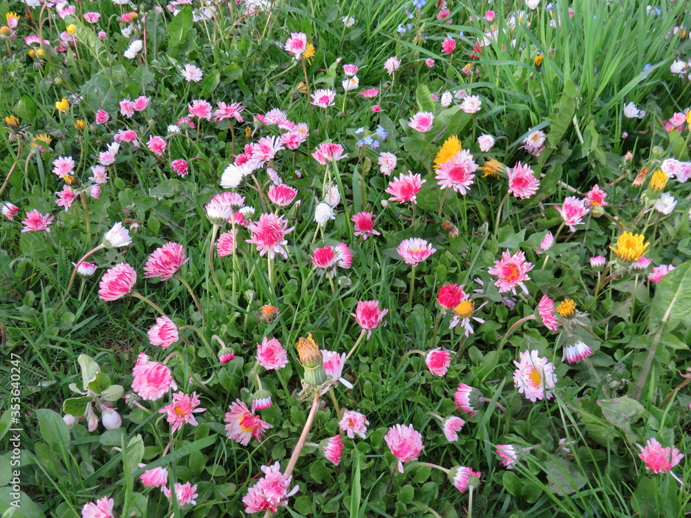 Blooming daisies on a green lawn
