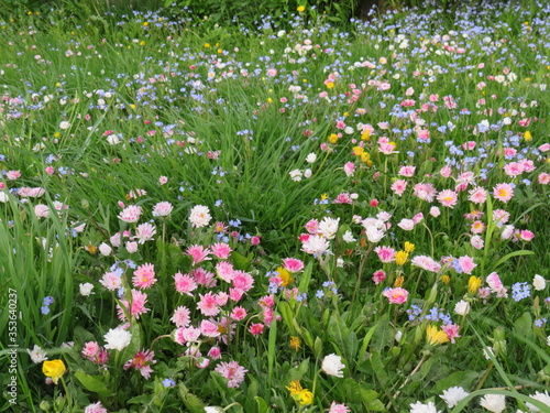 Blooming daisies on a green lawn