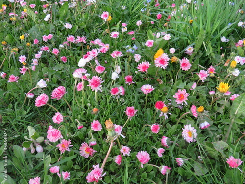 Blooming daisies on a green lawn