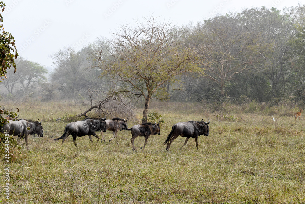 A herd of buffalo runs across a plain in Sarakawa Park.