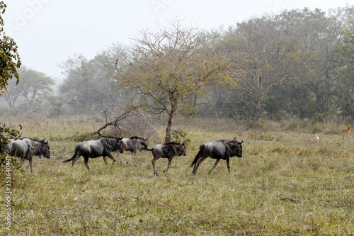 A herd of buffalo runs across a plain in Sarakawa Park.